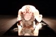 Vivisection vision: performing the humanimal